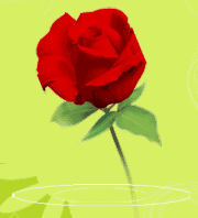 la rose de l'amour