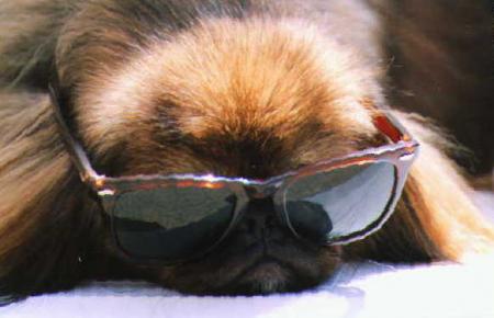pekinois