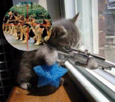 mimi le chat