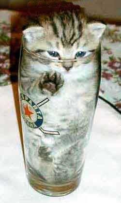 po clostro le chat