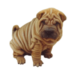 sharpei