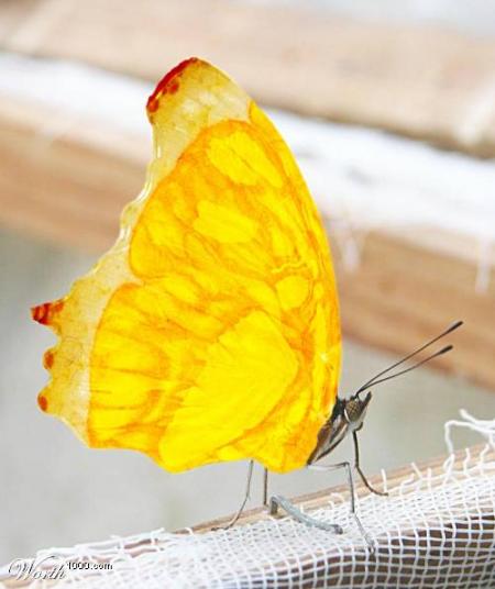 un bo et bon papillion