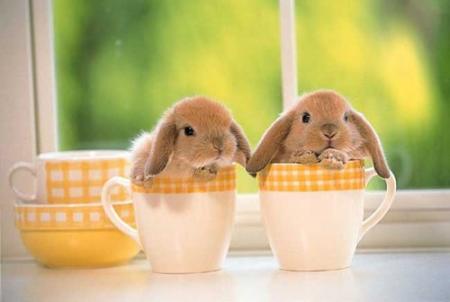 ptit lapins