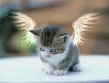 un chat ange oui sa existe