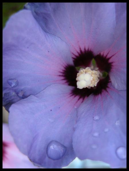 une fleur pour la fete des mere