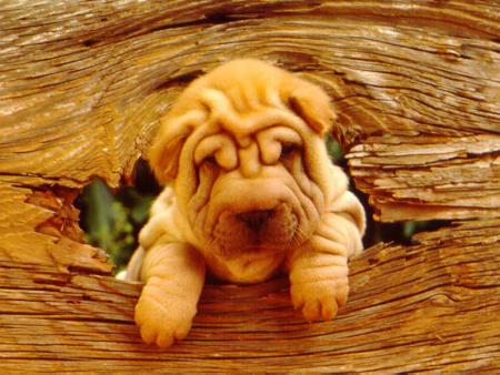 shar pei la futur filosofi de vie